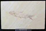 Knightia Fossil Fish - Wyoming #21907-1